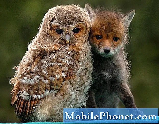5 mejores imágenes de animales para niños en Android - Tecnología