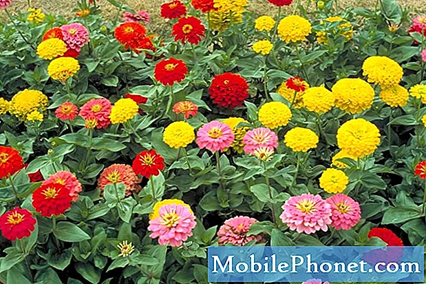 7 parimat taime ja lille tuvastamise rakendust Androidile